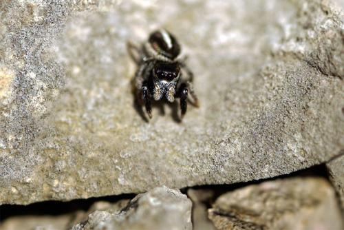 Réf. 298 421 : Pellenes geniculatus